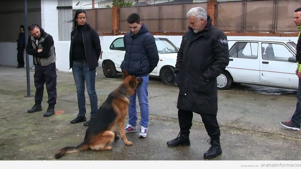 perro canino