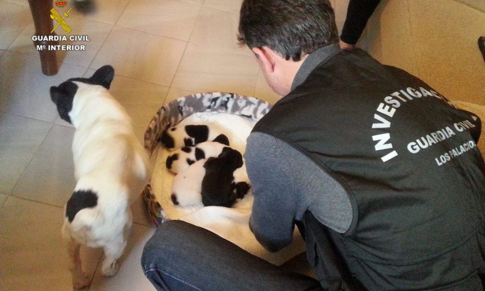 CAMADA BULLDOG
