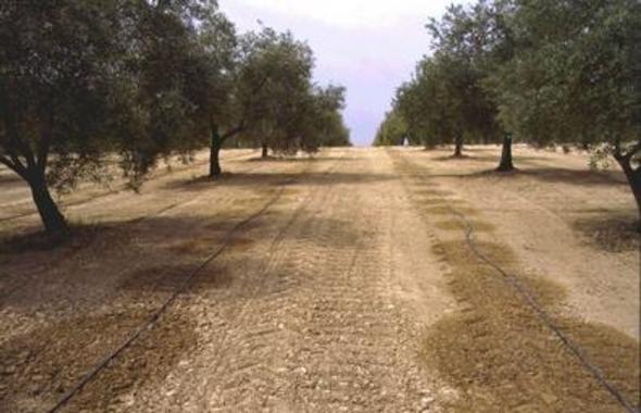 Algunas-variedades-del-olivo-se-pueden-regar-con-aguas-salinas_image_380