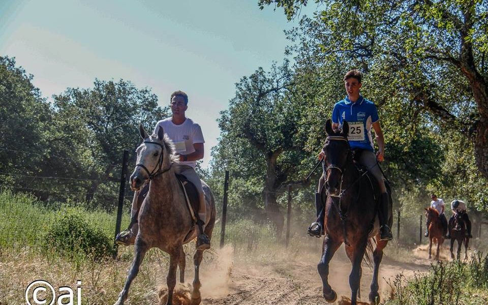 caballos 2