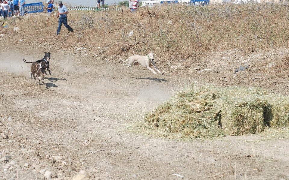 carrera galgos