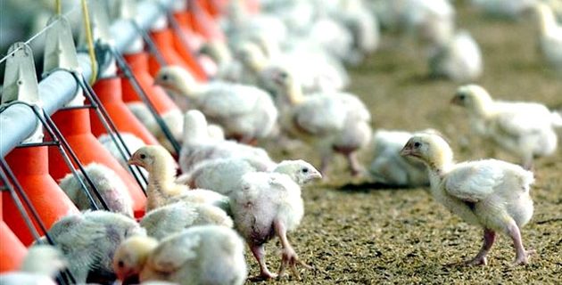 Aviso de medidas preventivas ante "el alto riesgo epidemiológico" por la gripe aviar