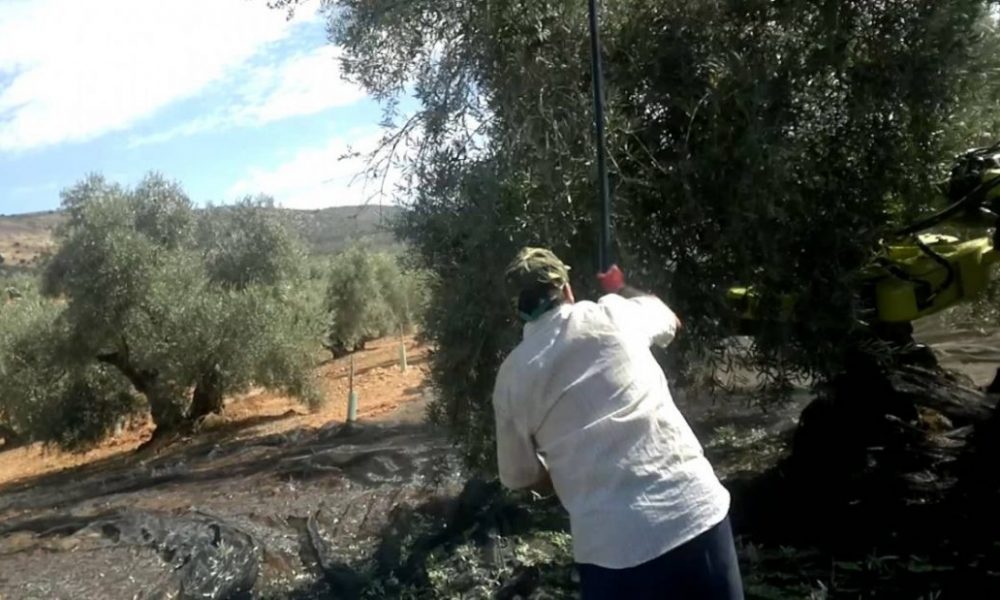 La Junta activa un sistema para dar de alta a temporeros y planifica los test Covid-19