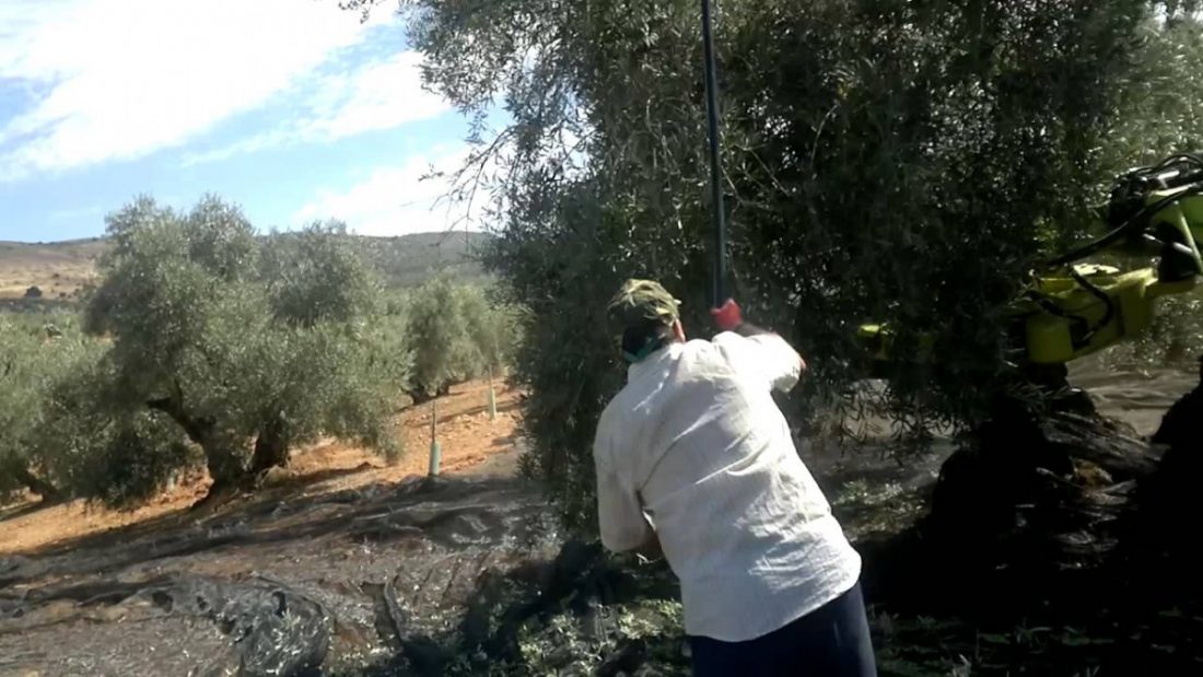 La Junta activa un sistema para dar de alta a temporeros y planifica los test Covid-19