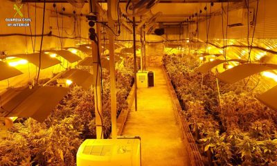 Tres detenidos y desmantelada una gran plantación de marihuana en Marchena