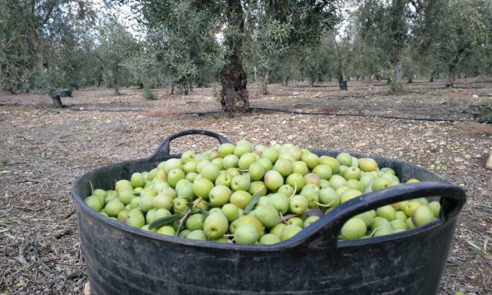 PSOE Arahal solicita reunión urgente de los agentes que intervienen en la campaña de verdeo ante el aumento de casos de Covid-19