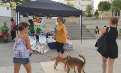 bendición de mascotas por San Antón