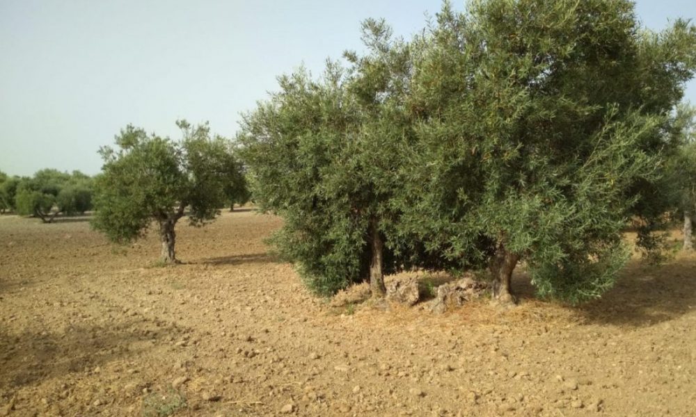 comunidad regantes agua Arahal