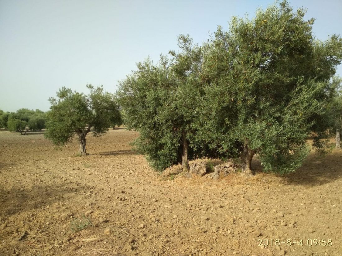 comunidad regantes agua Arahal