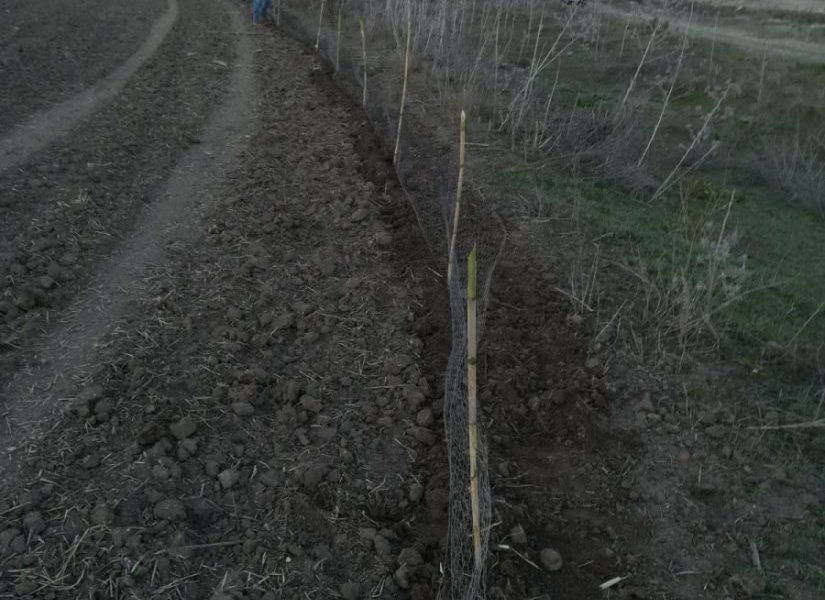 La Junta autoriza la caza de conejos debido a la superpoblación y los daños que producen