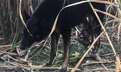 Perro rescatado de un cepo en Arahal