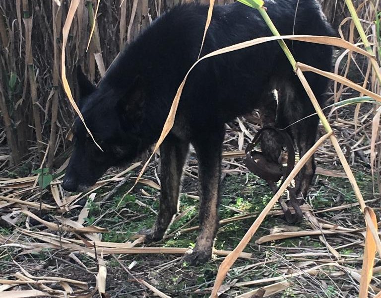Perro rescatado de un cepo en Arahal