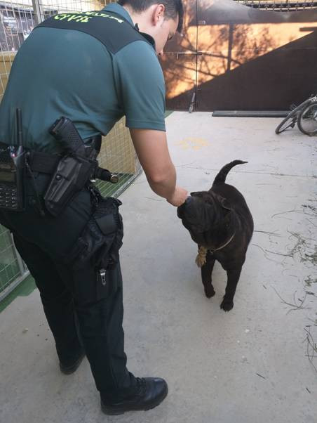 Rescatan a un perro amarrado al sol, sin agua y con fuertes síntomas de deshidratación