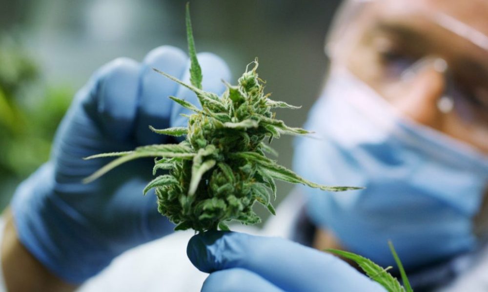 Cannabis Marihuana