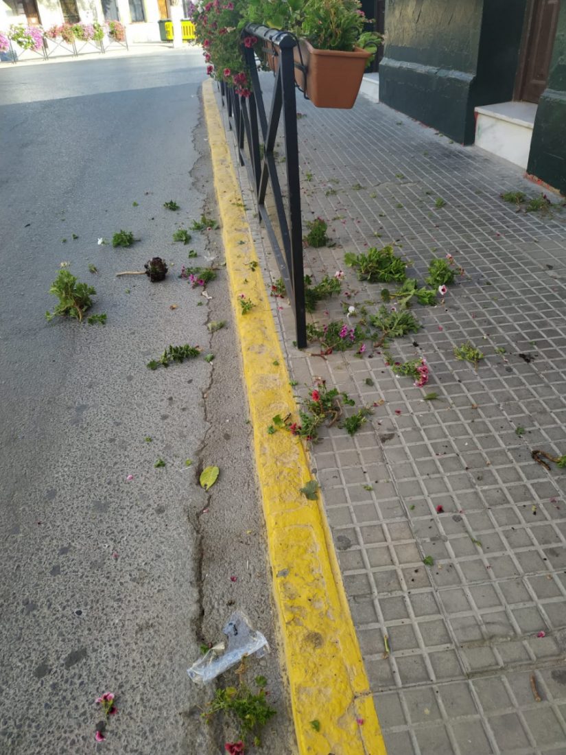 Un hombre en estado de embriaguez destroza las flores de la zona del bar en Arahal