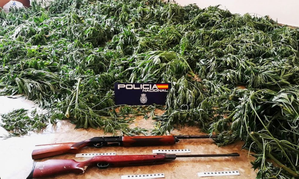 marihuana moron