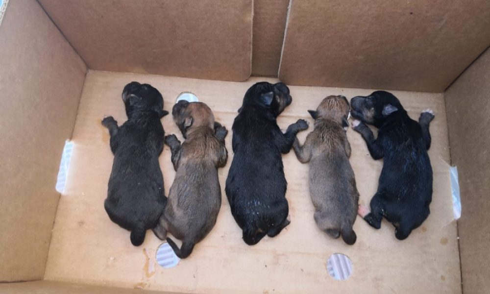 Cachorros perros Alcala