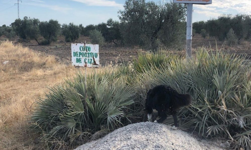 Abierta la temporada de caza para el conejo desde este domingo