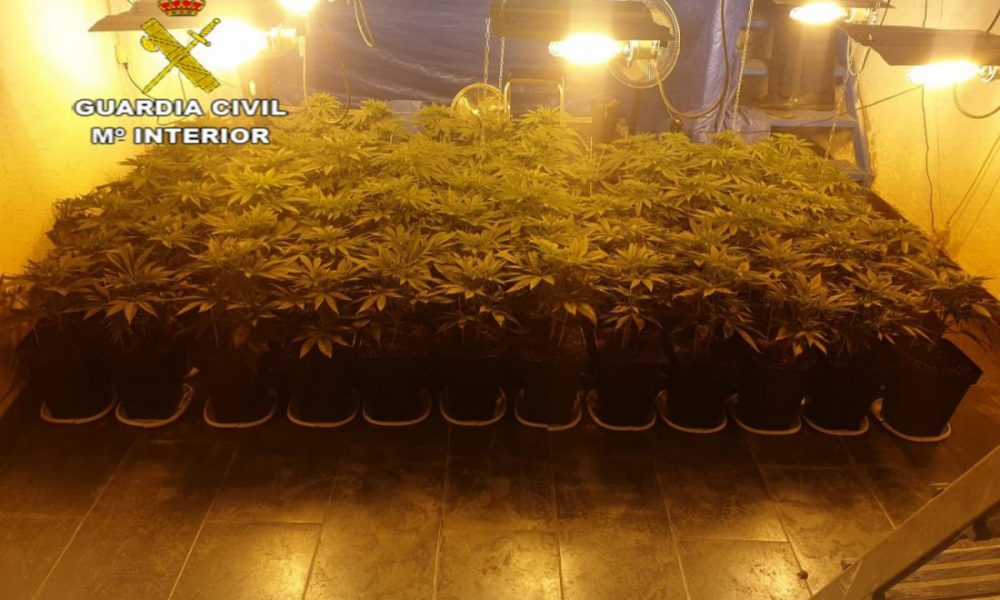 Marihuana El Coronil