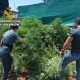 Cinco detenidos y desmantelada una plantación de marihuana en Almensilla