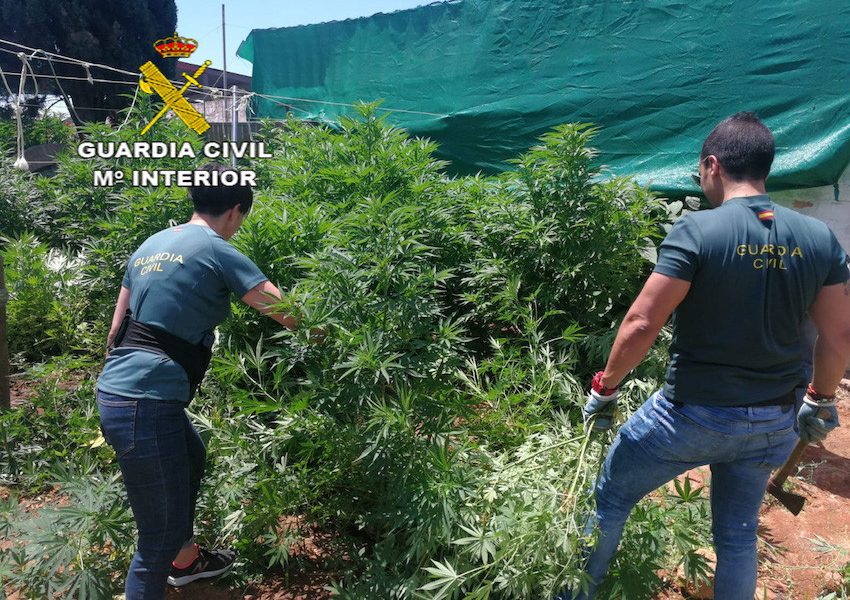 Cinco detenidos y desmantelada una plantación de marihuana en Almensilla