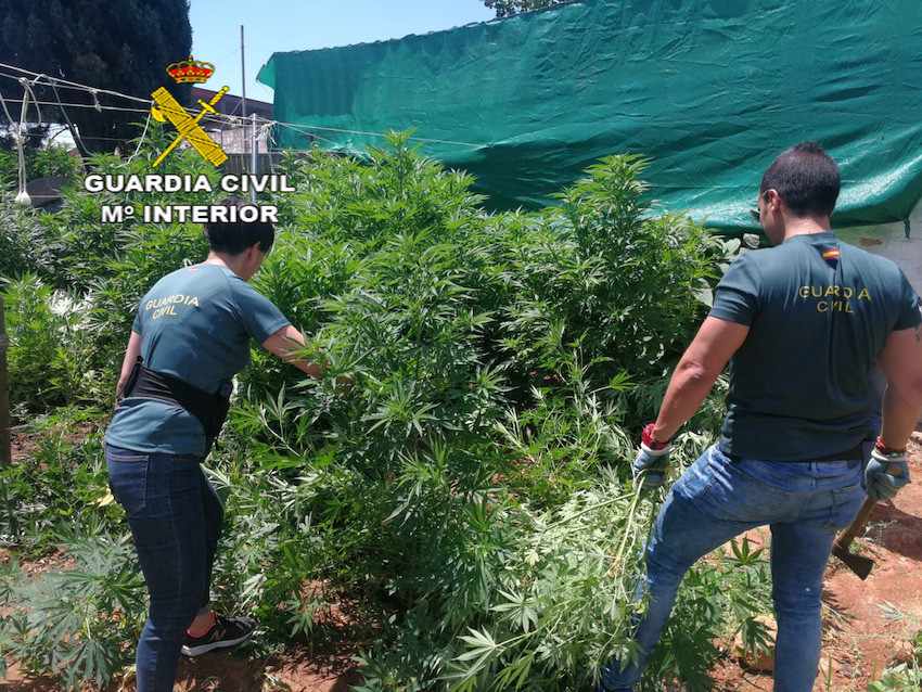 Cinco detenidos y desmantelada una plantación de marihuana en Almensilla