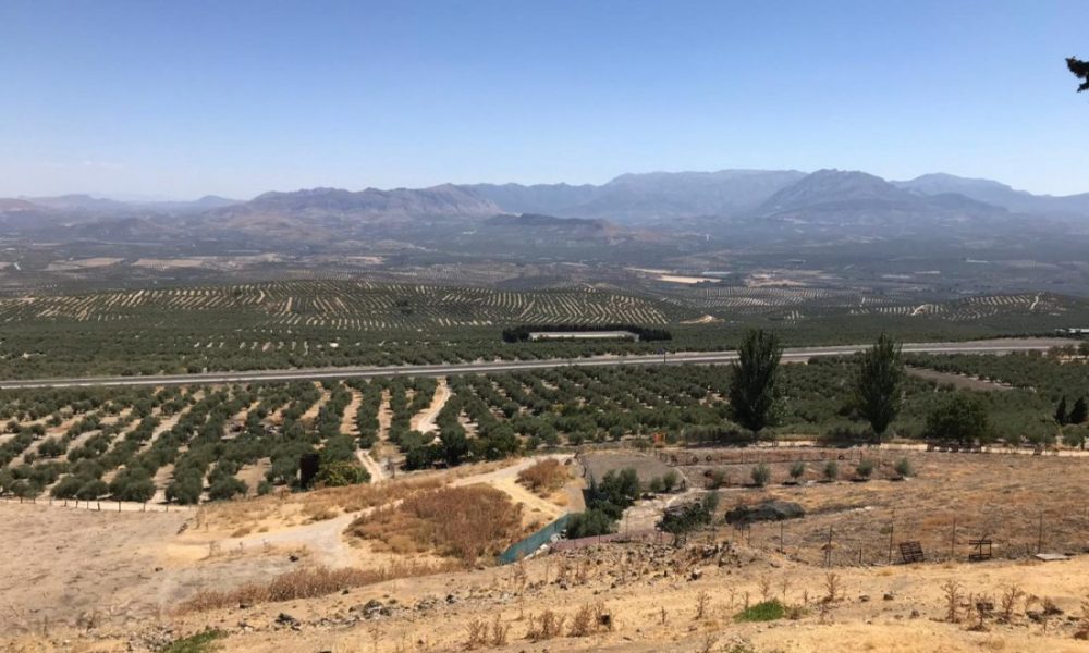 El paisaje del olivar andaluz, candidato español a la Lista de Patrimonio Mundial de la Unesco