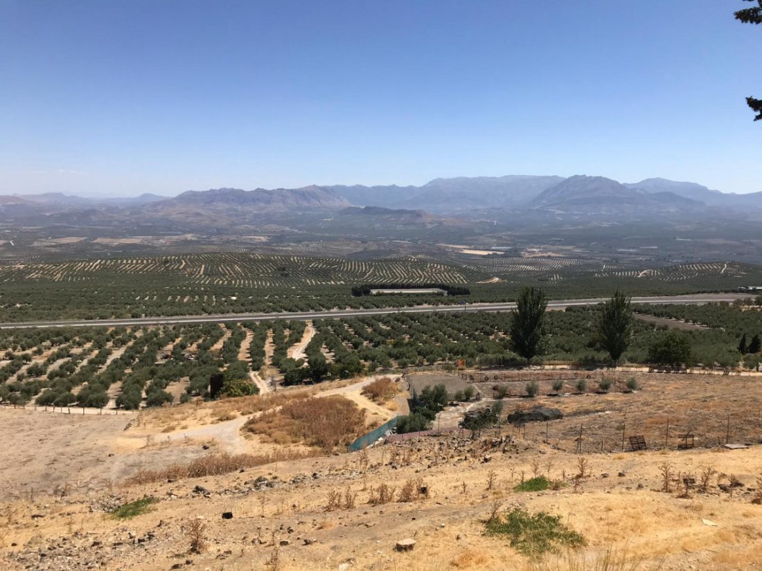 El paisaje del olivar andaluz, candidato español a la Lista de Patrimonio Mundial de la Unesco