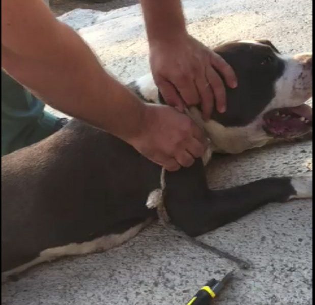 perro guardia civil