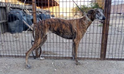 Una galga, última víctima de robo de perros de cazadores en Arahal