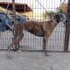 Una galga, última víctima de robo de perros de cazadores en Arahal