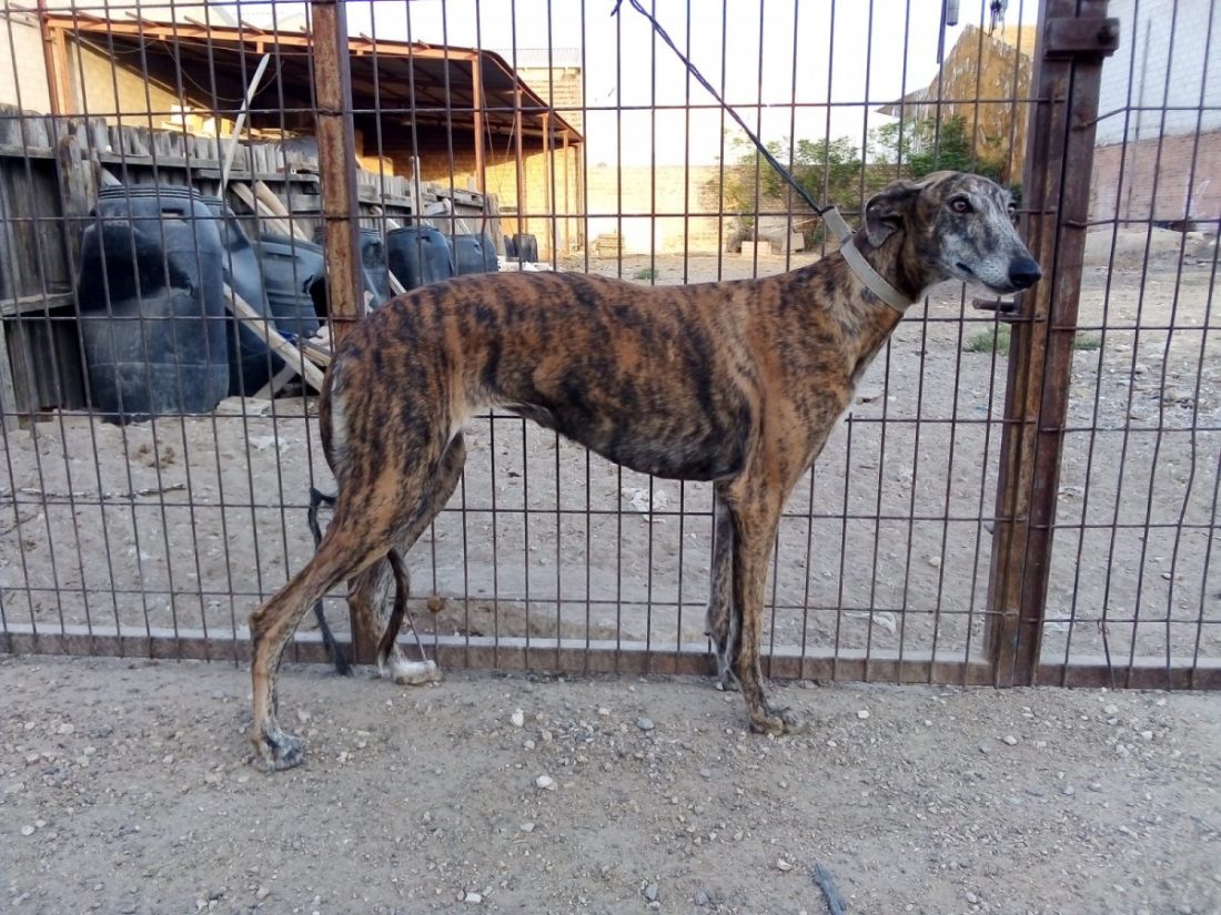 Una galga, última víctima de robo de perros de cazadores en Arahal