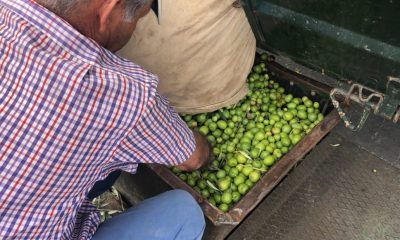 El verdeo en Arahal, pendiente de que suban los precios por la escasez de la producción