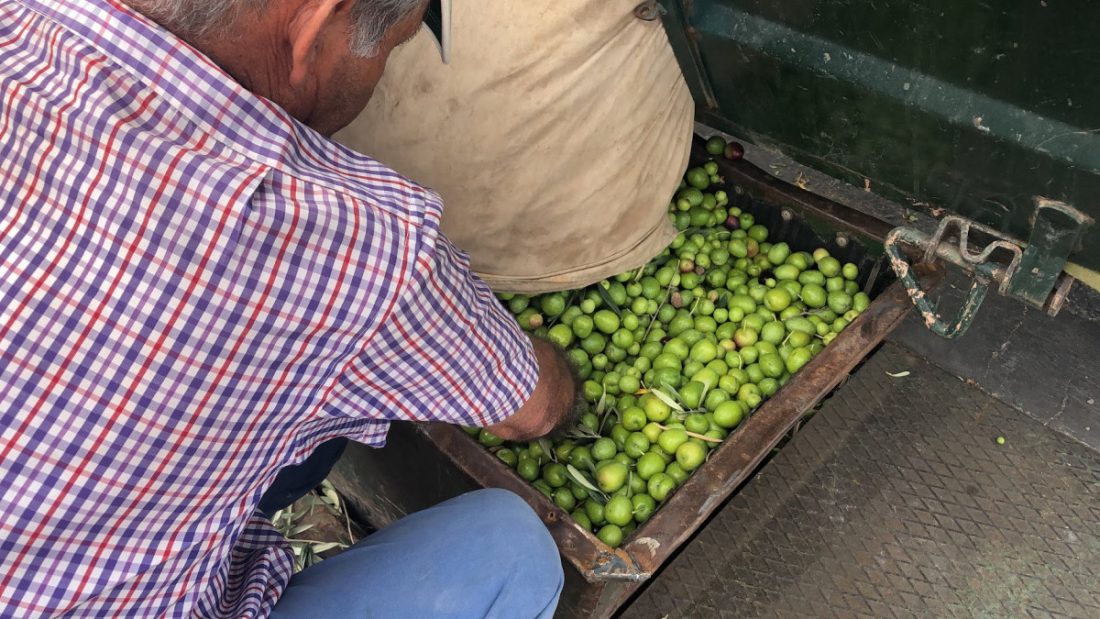 El verdeo en Arahal, pendiente de que suban los precios por la escasez de la producción