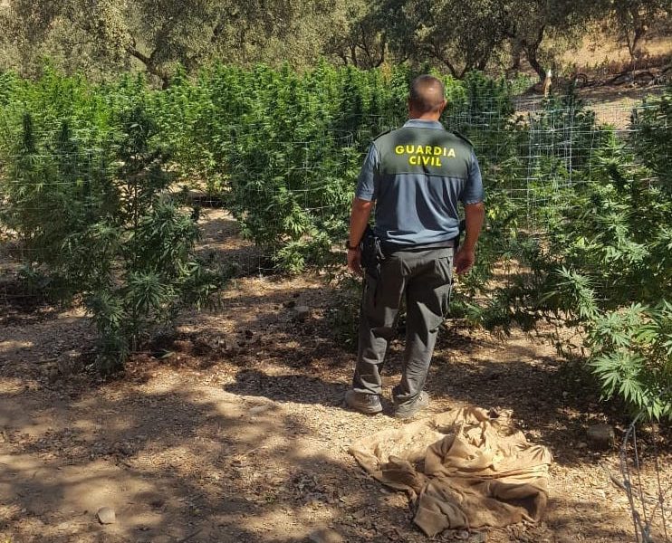Marihuana castillo guardas