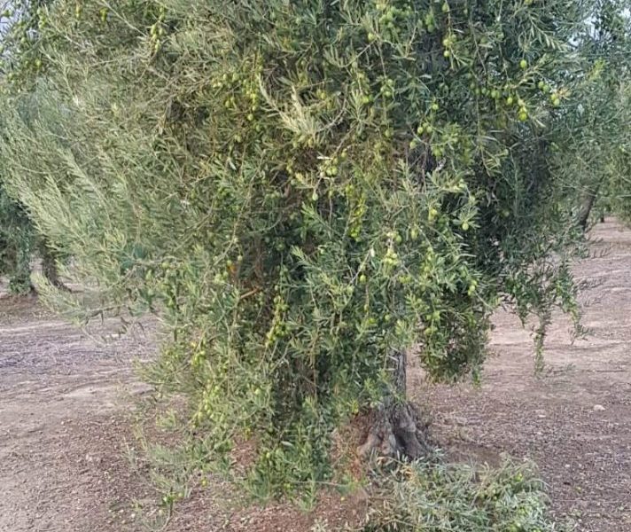 Roban aceitunas en Paradas que no ha pasado los plazos de seguridad de los tratamientos aplicados