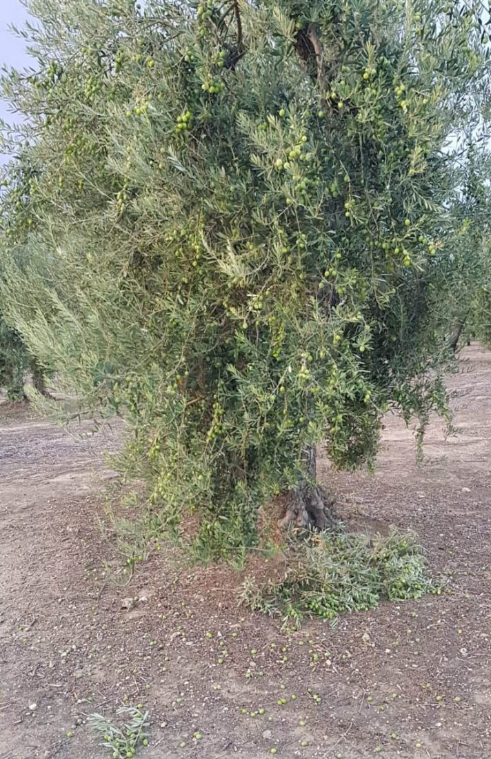 Roban aceitunas en Paradas que no ha pasado los plazos de seguridad de los tratamientos aplicados