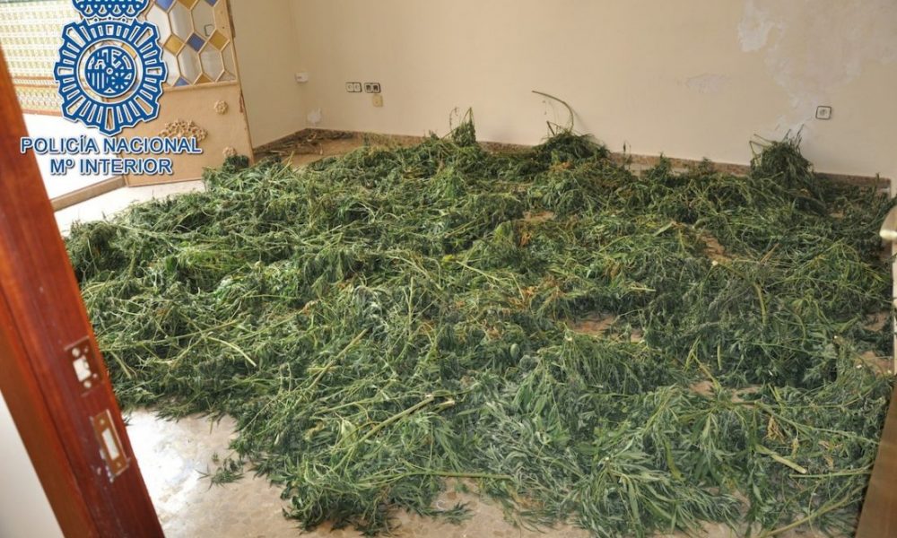 marihuana moron