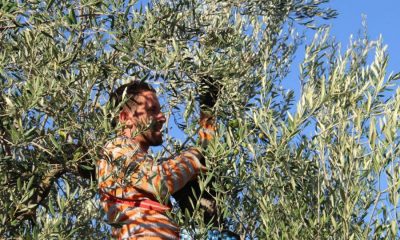 Miles de agricultores exigirán este jueves en Madrid precios justos para el olivar