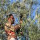 Miles de agricultores exigirán este jueves en Madrid precios justos para el olivar