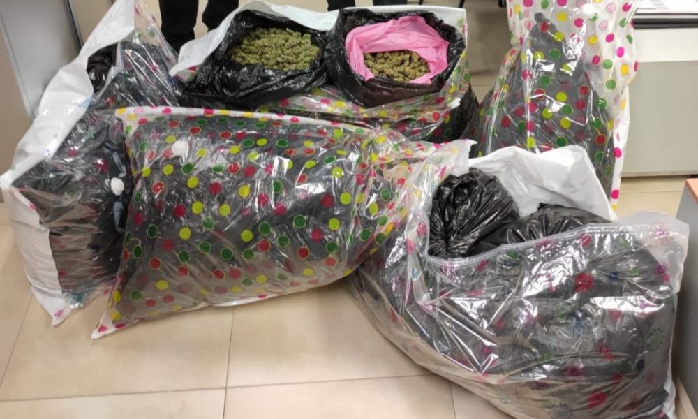 Marihuana palmar troya