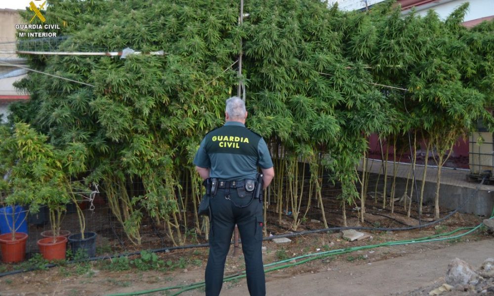 Marihuana rinconada