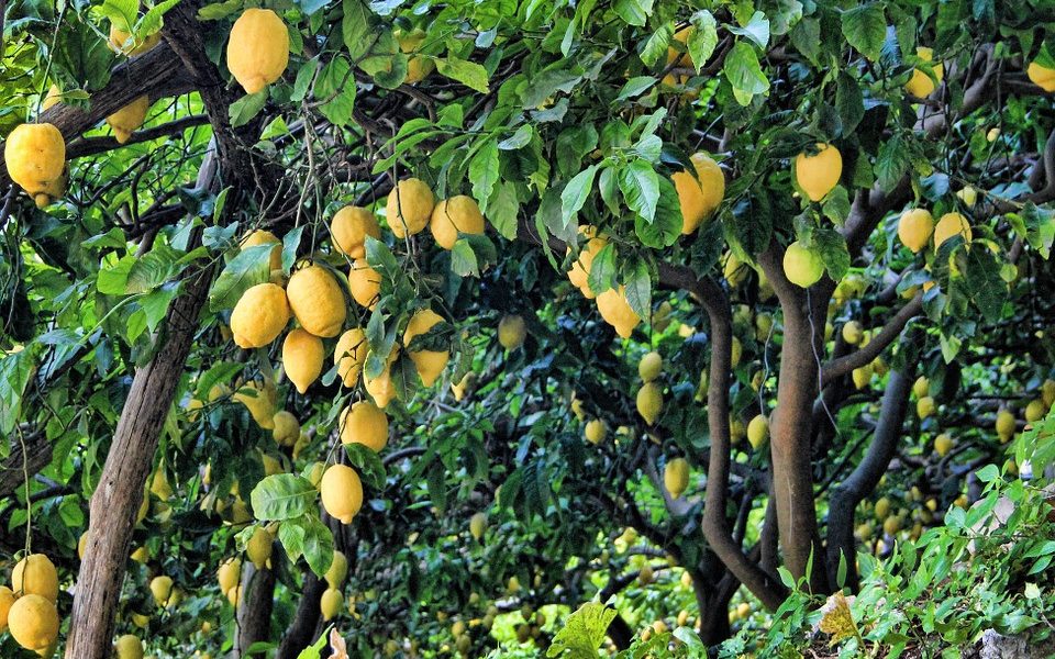limonero