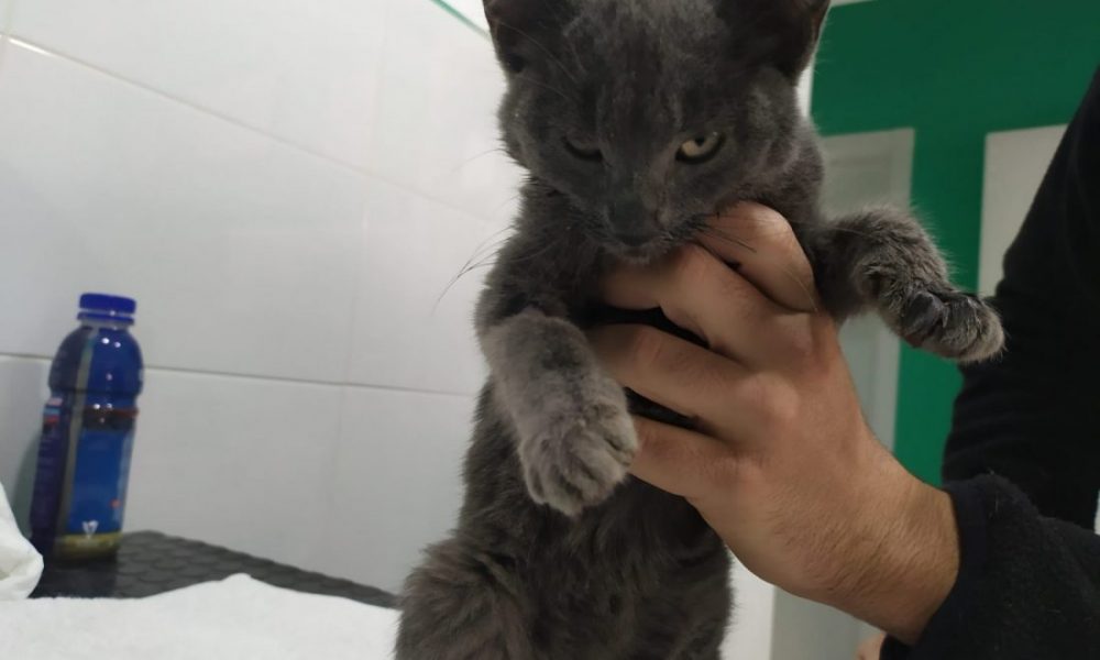 Buscan familia adoptante para un gato malnutrido recogido en Arahal