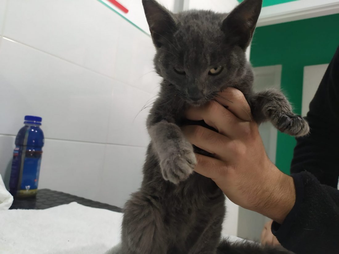 Buscan familia adoptante para un gato malnutrido recogido en Arahal