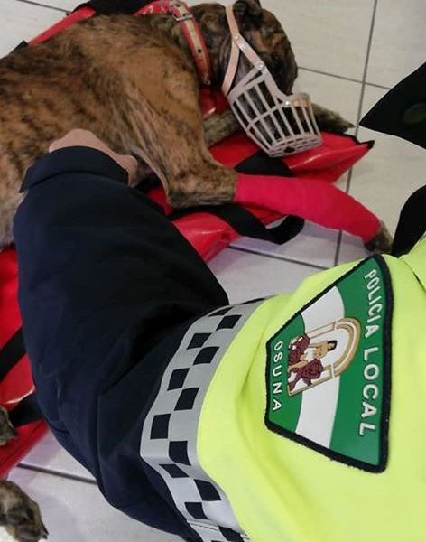 Rescatan a un galgo malherido en una cuneta de Osuna
