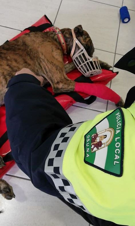 Rescatan a un galgo malherido en una cuneta de Osuna