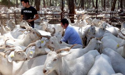 La Escuela de Pastores andaluzas,reconocida a nivel nacional como modelo de los Programas de Desarrollo Rural