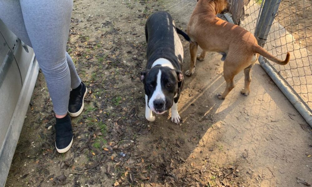 Herida en la mano una joven después de ser atacada por un perro en una urbanización de Arahal