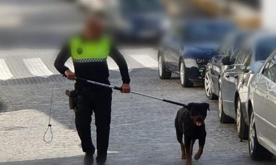 Policía de Osuna resulta herido al intentar atrapar a un perro peligroso suelto en una zona infantil